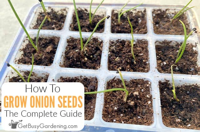 How To Grow Onions From Seed & When To Start How To Grow Onions From Seed & When To Start