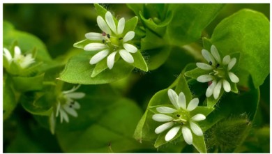 7 حشائش شائعة يجب الانتباه إليها في الفناء الخلفي الخاص بك - ونصائح الخبراء ح...