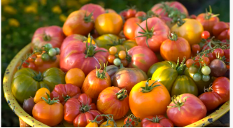 هل فات الأوان لزرع الطماطم في يونيو؟ خبير متزايد يشارك كل ما تحتاج إلى معرفته...