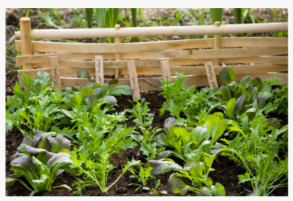 ماذا تزرع في يونيو - الخضار والسلطات والزهور لتنمو هذا الشهر