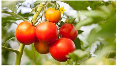 هل تكافح مع المن على نباتات الطماطم؟ يكشف الخبراء 5 طرق للتخلص من هذه الآفات ...