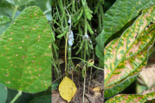 توفر تقنية Rinotec المكافحة الحيوية الجديدة للذرة والبطاطس والمحاصيل المتخصصة