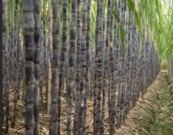 الدليل النهائي لتخصيب قصب السكر الخاص بك