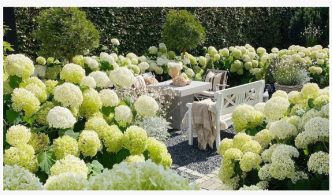 5 طرق مجربة واختبارها للحصول على أزهار أكبر وأفضل على أنابيل الكوبية ، وفقًا ...