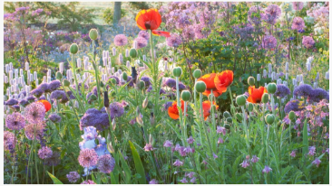 6 أزهار معرضة للخطر من موجة الحرارة - وكيفية إبقائها تتفتح بسعادة حتى عندما ت...