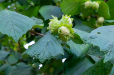 سويلو فيفو: La Clave del éxito en Avellano Europeo