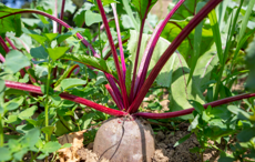 المدخلات البيولوجية ترفع عائد بنجر السكر حيث يتكيف مزارعي المملكة المتحدة مع ...