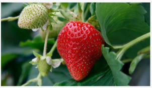 هل يمكنك حصاد الفراولة في السنة الأولى؟ يقول بستاني خبير نعم ، ولكن فقط إذا ك...