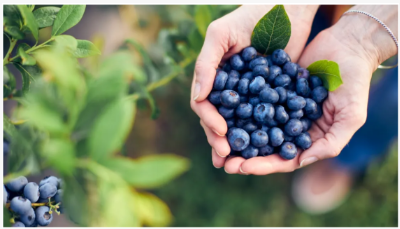 يكشف مزارع بلوبيري عن علامات الحكاية -