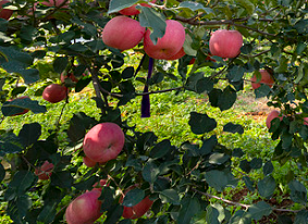 ما الأسمدة التي يجب تطبيقها في يوليو؟ دليل التوقيت المثالي