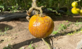 فيروس Rugoso: un enemigo silencioso amenaza a la producción de tomate