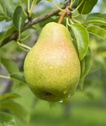 الأسمدة شجرة الكمثرى: نصائح حول تخصيب شجرة الكمثرى