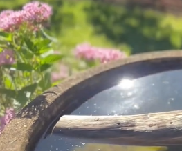 إليك كيفية استخدام العسل كسماد طبيعي في حديقتك