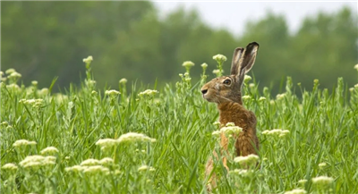 الحياة البرية في إنجلترا تزدهر في ظل مبادرات الزراعة الصديقة للطبيعة الصورة ا...