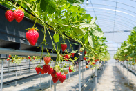 منطقة ساهالين في روسيا رائدة في بناء الدفيئات الزراعية النفقية