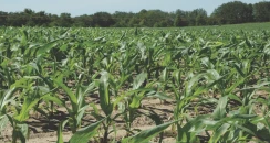 مزارع كانساس يختار مبيد أعشاب ممتاز لحماية الذرة وفول الصويا