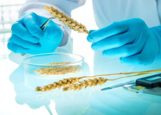 العلماء يطورون طريقة تغير قواعد اللعبة لزراعة المحاصيل باستخدام الأسمدة 