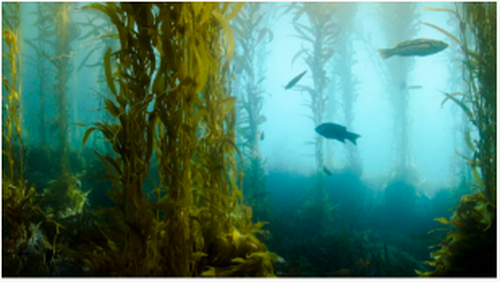 قد يعمل الوقود الحيوي Kelp قريبًا على تشغيل سياراتنا وطائراتنا