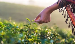 تسعى شركة CropLife India إلى حماية البيانات لمدة 5 سنوات، وتحذر من تضييق الخي...
